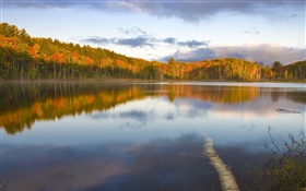 Calme lac, arbres, brouillard, matin, automne