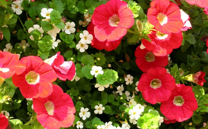 Rouge et de fleurs blanches close-up Fonds d'écran, image