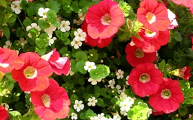 Rouge et de fleurs blanches close-up