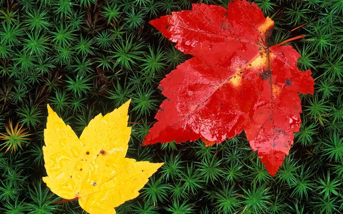 Les feuilles rouges et jaunes érable, herbe, automne Fonds d'écran, image