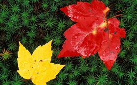 Les feuilles rouges et jaunes érable, herbe, automne HD Fonds d'écran