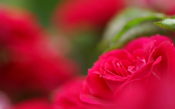 Fleur rouge close-up, bokeh Fonds d'écran, image