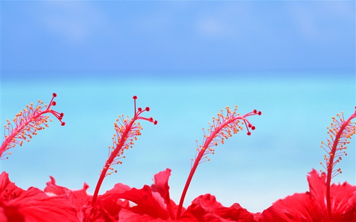 Les fleurs rouges, ciel bleu, Maldives Fonds d'écran, image