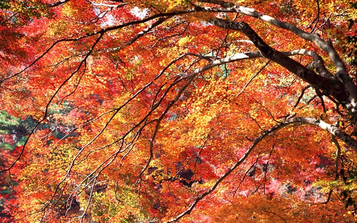 Les feuilles rouges en automne, les arbres Fonds d'écran, image