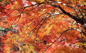 Les feuilles rouges en automne, les arbres