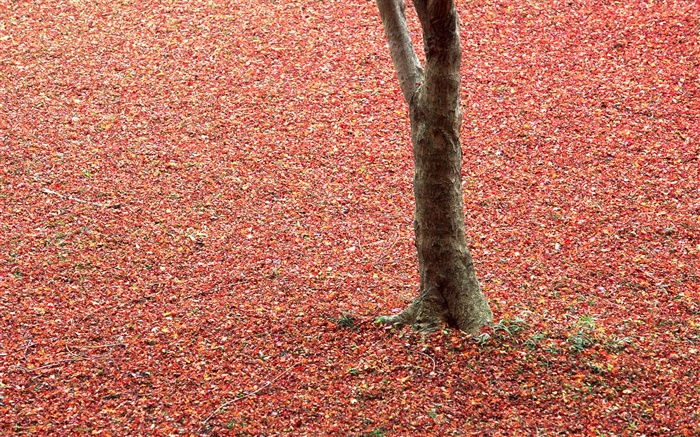 Les feuilles rouges sur le sol, arbre, automne Fonds d'écran, image