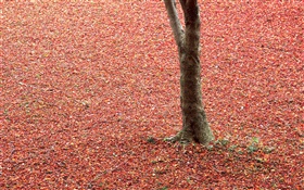 Les feuilles rouges sur le sol, arbre, automne HD Fonds d'écran