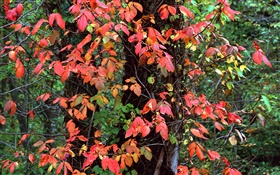 Red feuilles, arbres, branches, automne HD Fonds d'écran