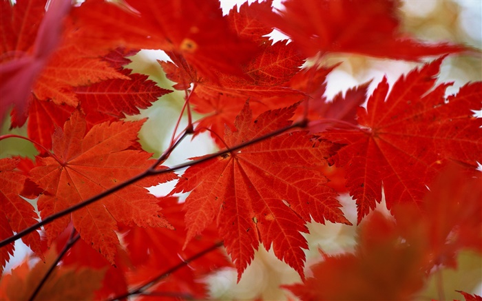 L'érable rouge laisse close-up, automne Fonds d'écran, image