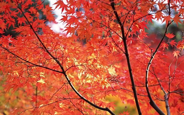 L'érable rouge laisse, automne, Tokyo, Japon Fonds d'écran, image