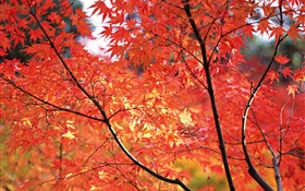 L'érable rouge laisse, automne, Tokyo, Japon