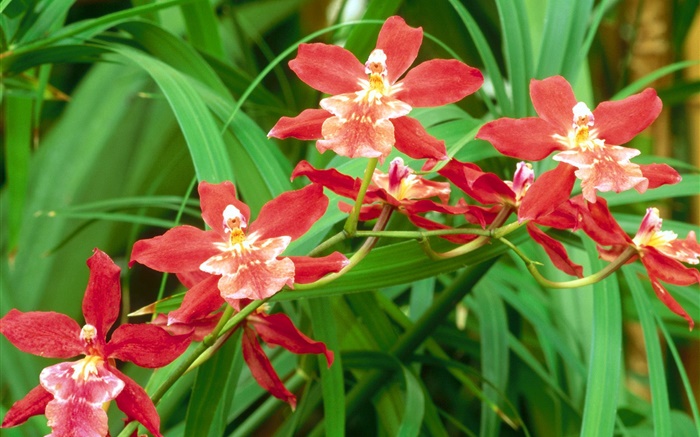 fleurs d'orchidée rouges, feuilles vertes Fonds d'écran, image