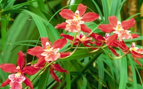 fleurs d'orchidée rouges, feuilles vertes