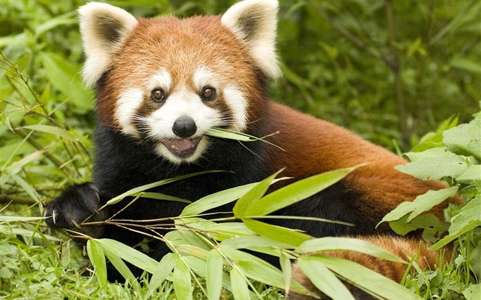panda rouge manger du bambou Fonds d'écran, image