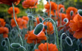 Red poppy close-up, bourgeon