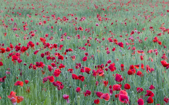 champ de fleur de pavot rouge Fonds d'écran, image
