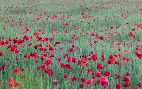 champ de fleur de pavot rouge
