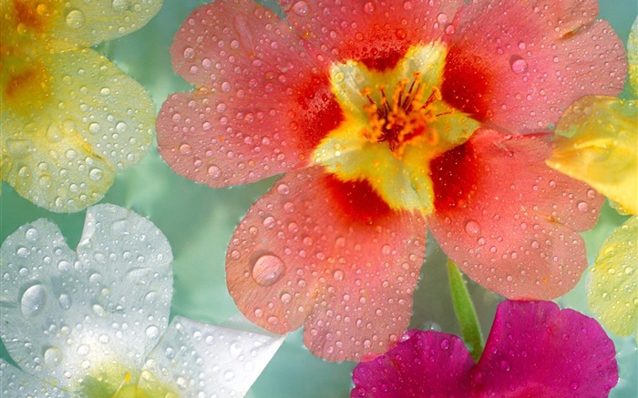 pourpre rouge pétales de fleurs blanches, rosée, gouttes d'eau Fonds d'écran, image