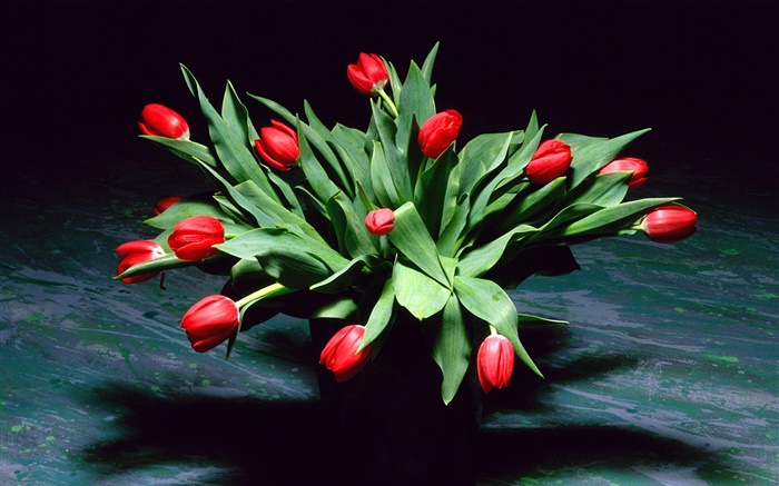 fleurs de tulipes rouges, bouquet, vase Fonds d'écran, image