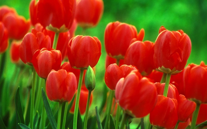 fleurs de tulipes rouges, jardin, fond vert Fonds d'écran, image