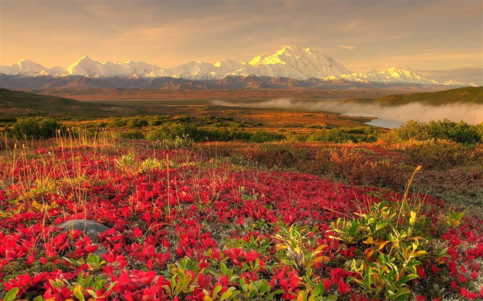 fleurs rouges, montagnes, brume, aube Fonds d'écran, image