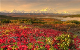 fleurs rouges, montagnes, brume, aube HD Fonds d'écran