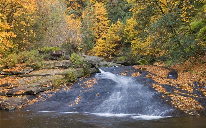 Rivière, arbres, automne Fonds d'écran, image