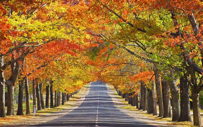 Road, arbres, feuilles rouges, automne Fonds d'écran, image