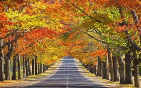 Road, arbres, feuilles rouges, automne HD Fonds d'écran