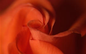 Rose close-up, pétales de couleur orange,