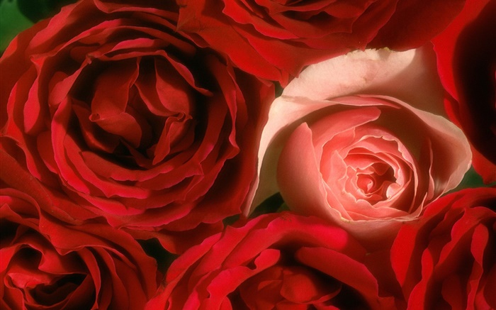 fleurs Rose close-up, rose et rouge Fonds d'écran, image