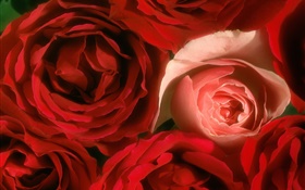 fleurs Rose close-up, rose et rouge