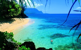 Mer, l'eau claire, côte, nager, Hawaii, USA