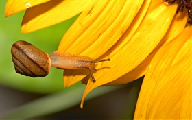 Snail close-up, pétales de tournesol