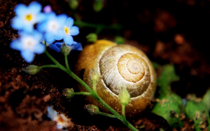 Escargot sur terre, petites fleurs bleues Fonds d'écran, image