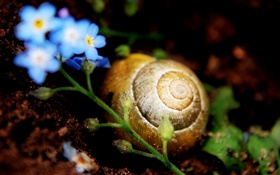 Escargot sur terre, petites fleurs bleues