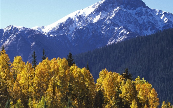 montagne de neige, arbres, automne Fonds d'écran, image
