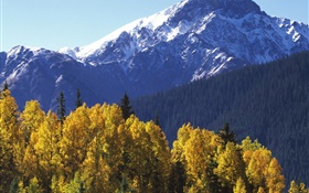 montagne de neige, arbres, automne HD Fonds d'écran