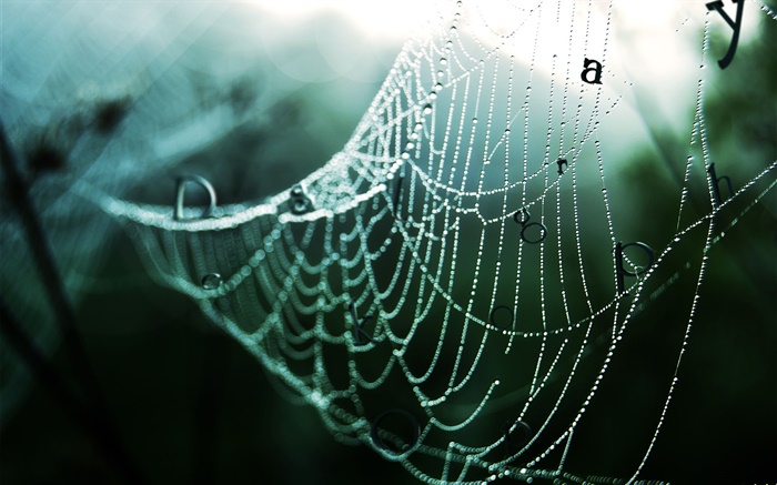 Spider web après la pluie, gouttes d'eau, des mots, des images créatives Fonds d'écran, image