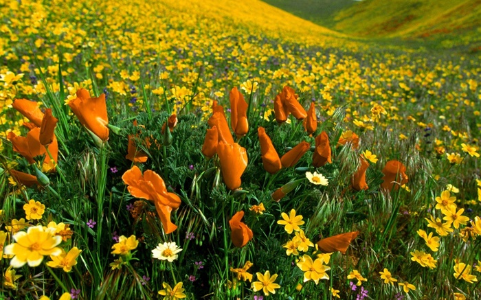 Fleurs de printemps, des fleurs sauvages jaune Fonds d'écran, image