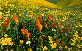 Fleurs de printemps, des fleurs sauvages jaune HD Fonds d'écran