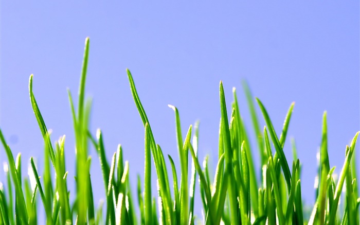 Printemps, herbe verte, ciel bleu Fonds d'écran, image
