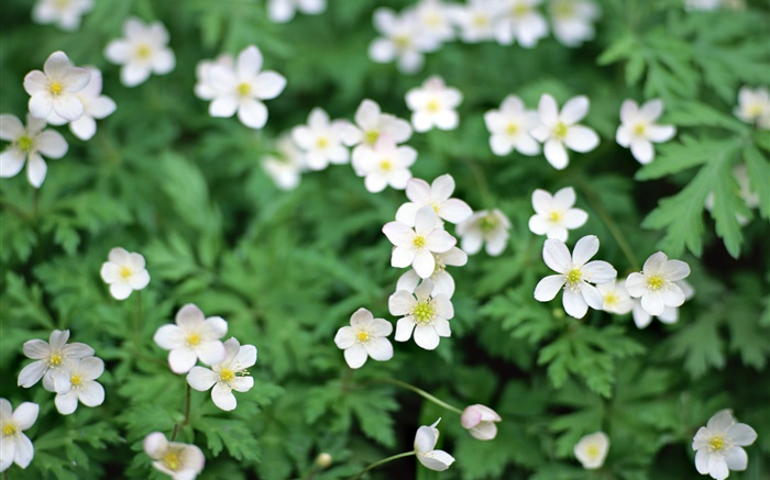 Printemps, blanc petites fleurs close-up Fonds d'écran, image