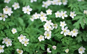 Printemps, blanc petites fleurs close-up