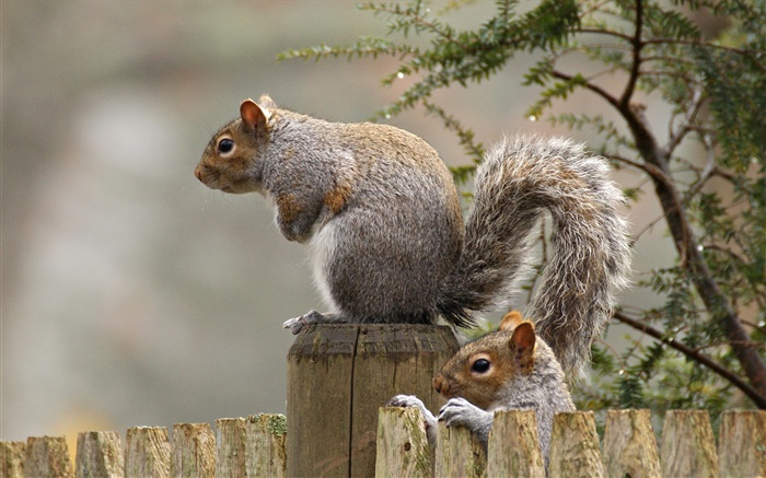 Squirrel close-up, queue, rongeur, clôture Fonds d'écran, image