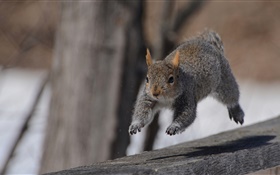 Squirrel course HD Fonds d'écran