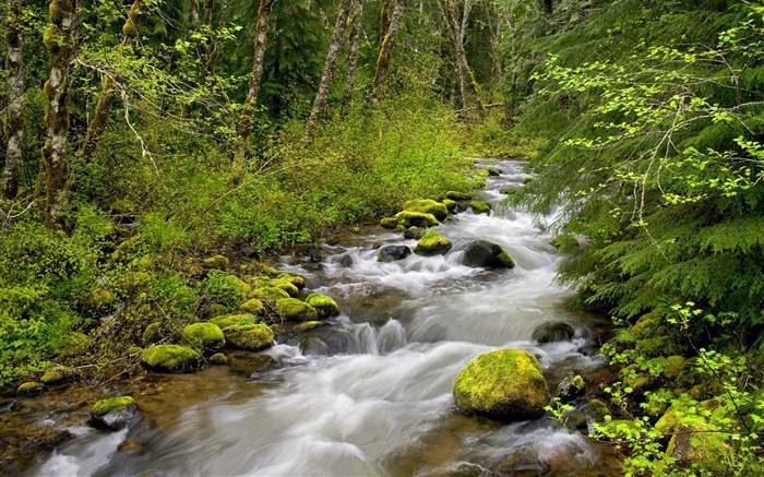 Still Creek, Mt. Capuche National Forest, Oregon, Etats-Unis Fonds d'écran, image