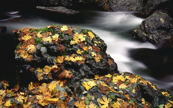 Pierres, feuilles jaunes, ruisseau, automne Fonds d'écran, image