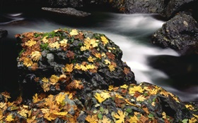 Pierres, feuilles jaunes, ruisseau, automne HD Fonds d'écran