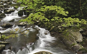 Stream, ruisseau, pierres, Parc national des Great Smoky Mountains, Tennessee, États-Unis